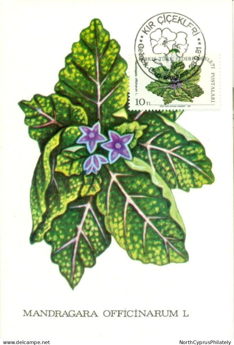 Turkish Cyprus Zypern Chypre Cipro " 1981 Flowers Mandragana Officinarum L  " Maximum Card - Altri & Non Classificati