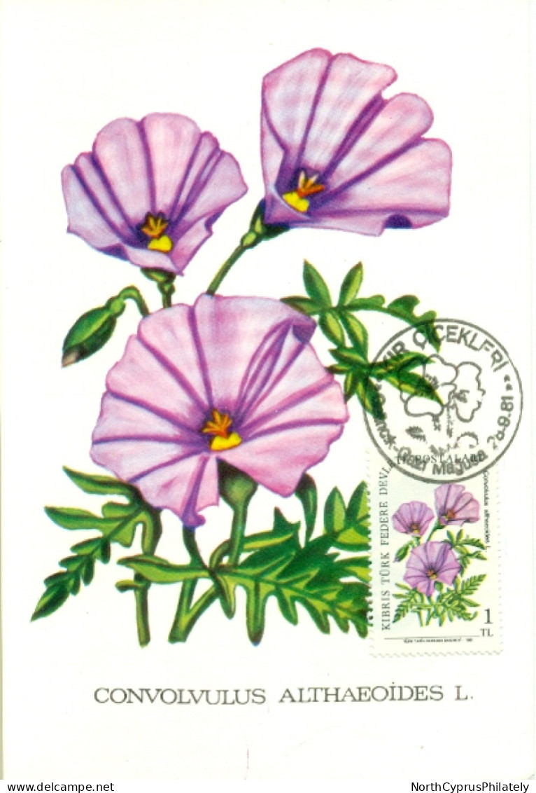 Turkish Cyprus Zypern Chypre Cipro " 1981 Flowers Convolvulus Althaeoides  " Maximum Card - Autres & Non Classés