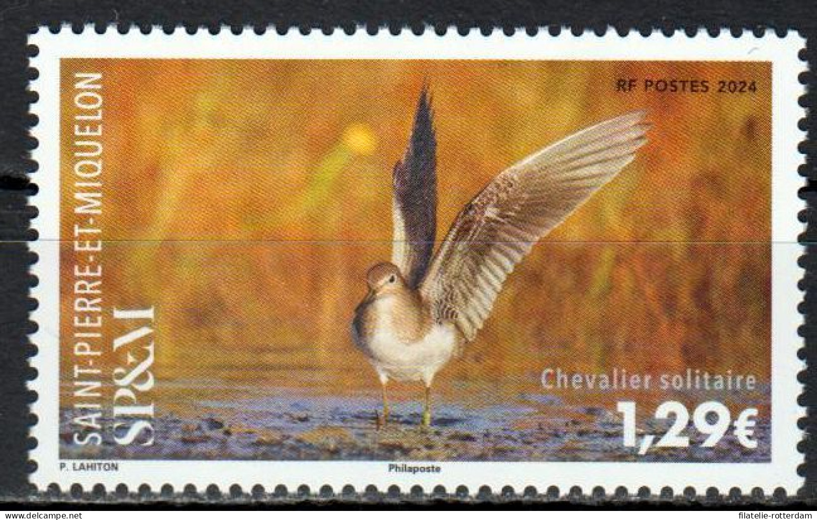 St. Pierre Et Miquelon - Postfris / MNH - Birds 2024 - Nuevos