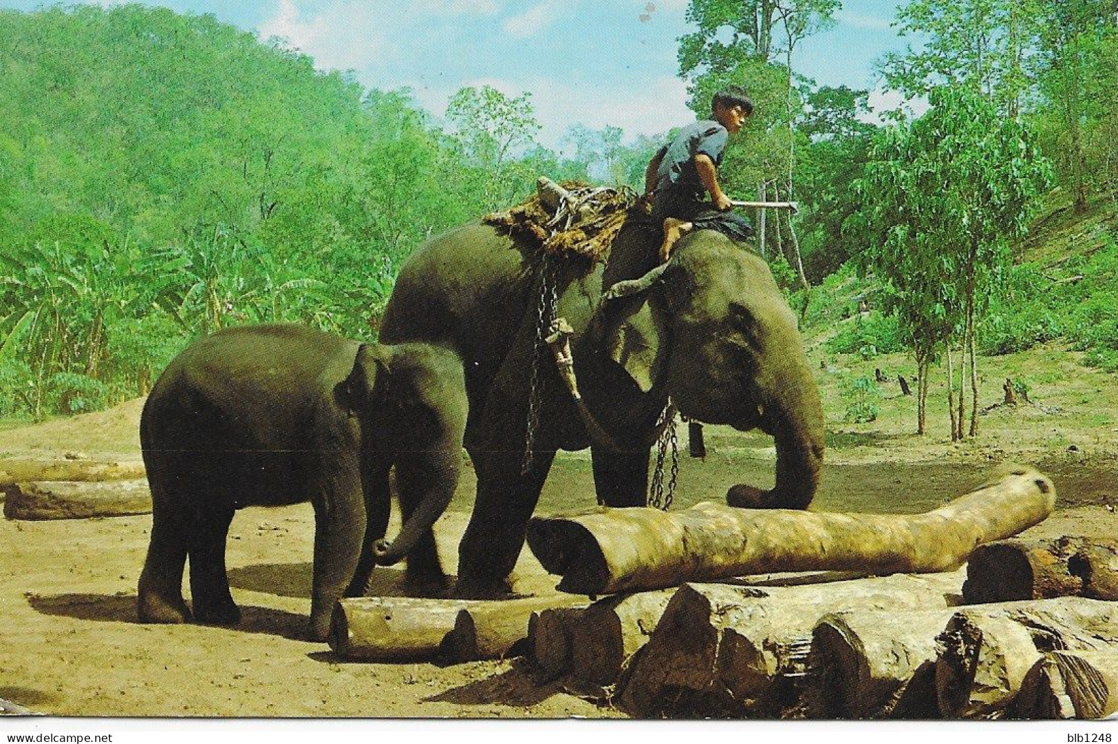 Asie > Thaïlande  Trained Elephants Carring TEAK LOGS  In Chiangmal North Thailand Elephants Au Travail 02 - Thaïlande