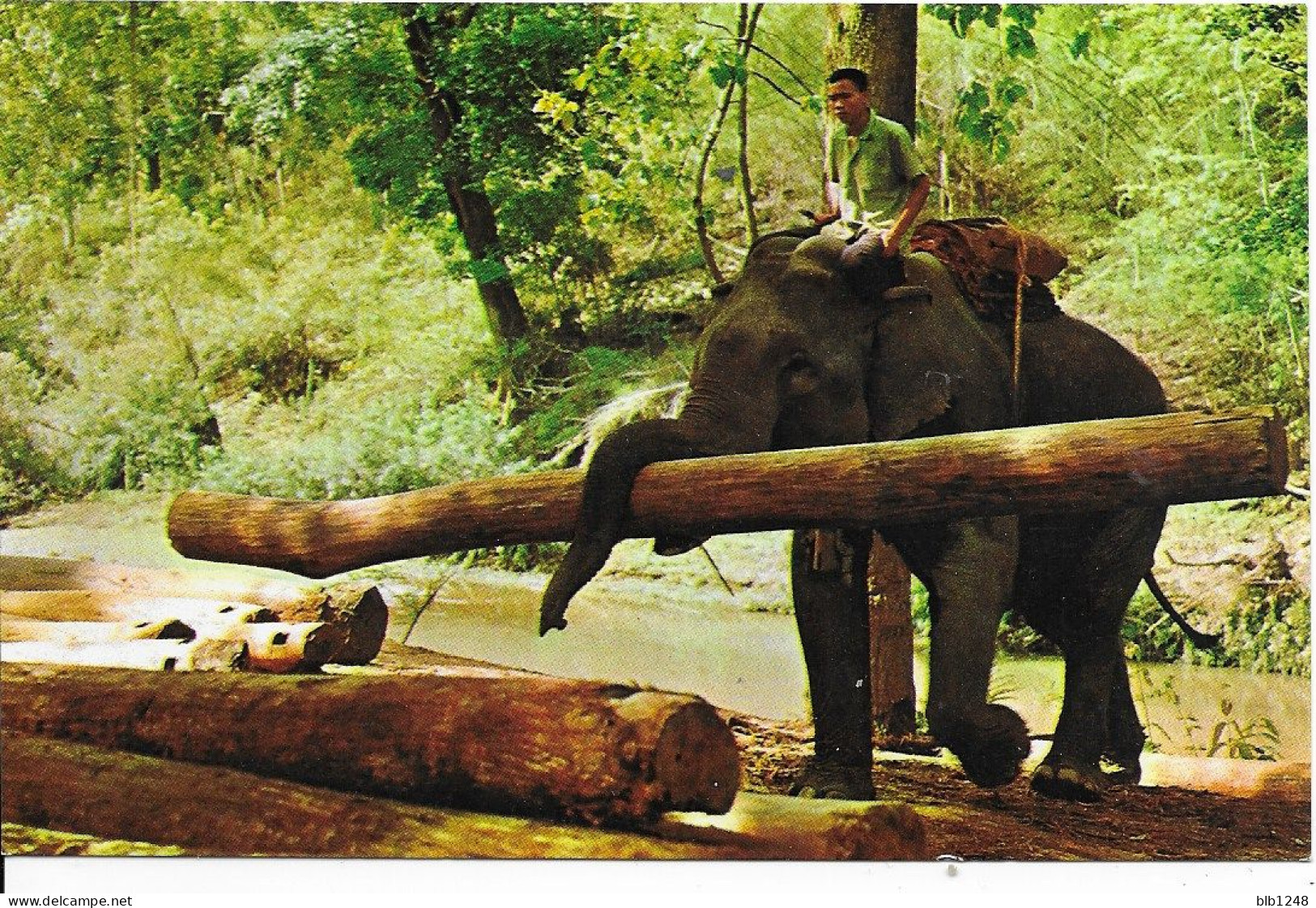 Asie > Thaïlande  Elephants Au Travail 00 Chiengmai North Thailand - Thaïlande