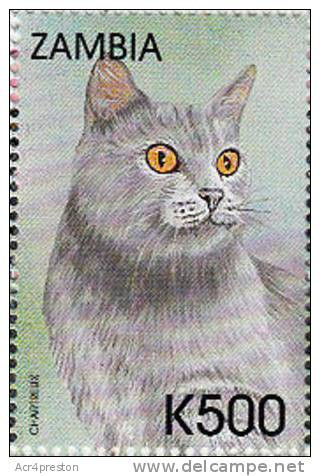 Zm9901 Zambia 1999, Cats And Dogs, K500 - Chartreux Cat - Zambie (1965-...)