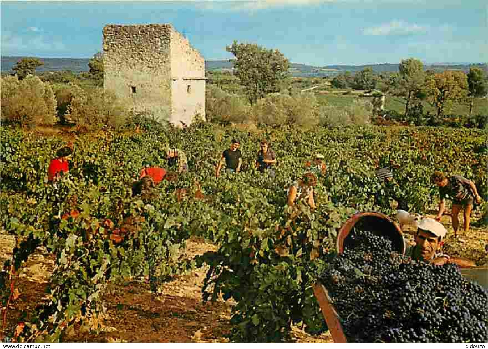 Vignes - Au Pays Du Soleil - Vendanges - CPM - Voir Scans Recto-Verso - Viñedos