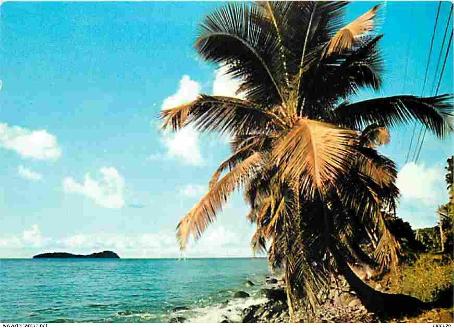 Antilles - Rivage Caraibe - CPM - Voir Scans Recto-Verso - Otros & Sin Clasificación