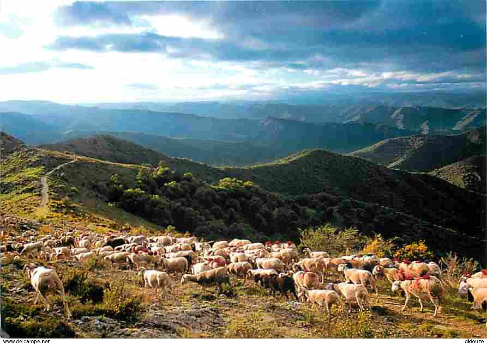 Animaux - Vaches - Moutons - Cevennes - Transhumance Sur La Draille - CPM - Voir Scans Recto-Verso - Vaches