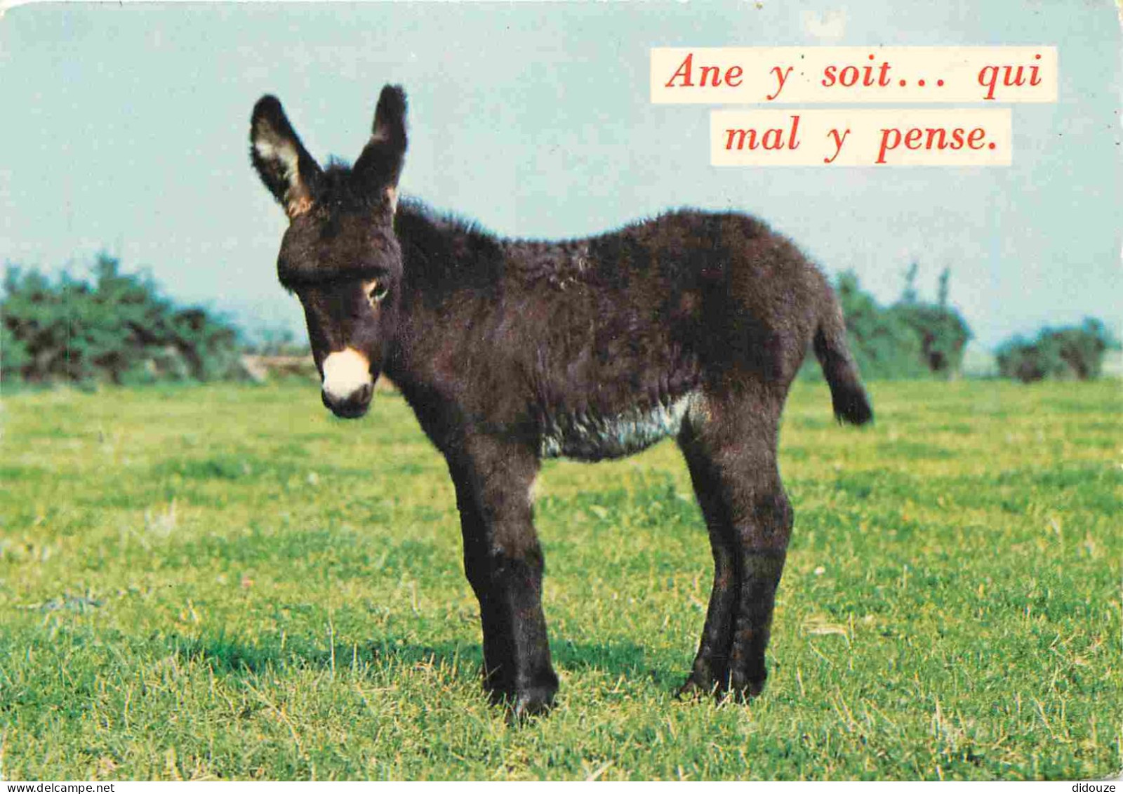 Animaux - Anes - CPM - Voir Scans Recto-Verso - Donkeys