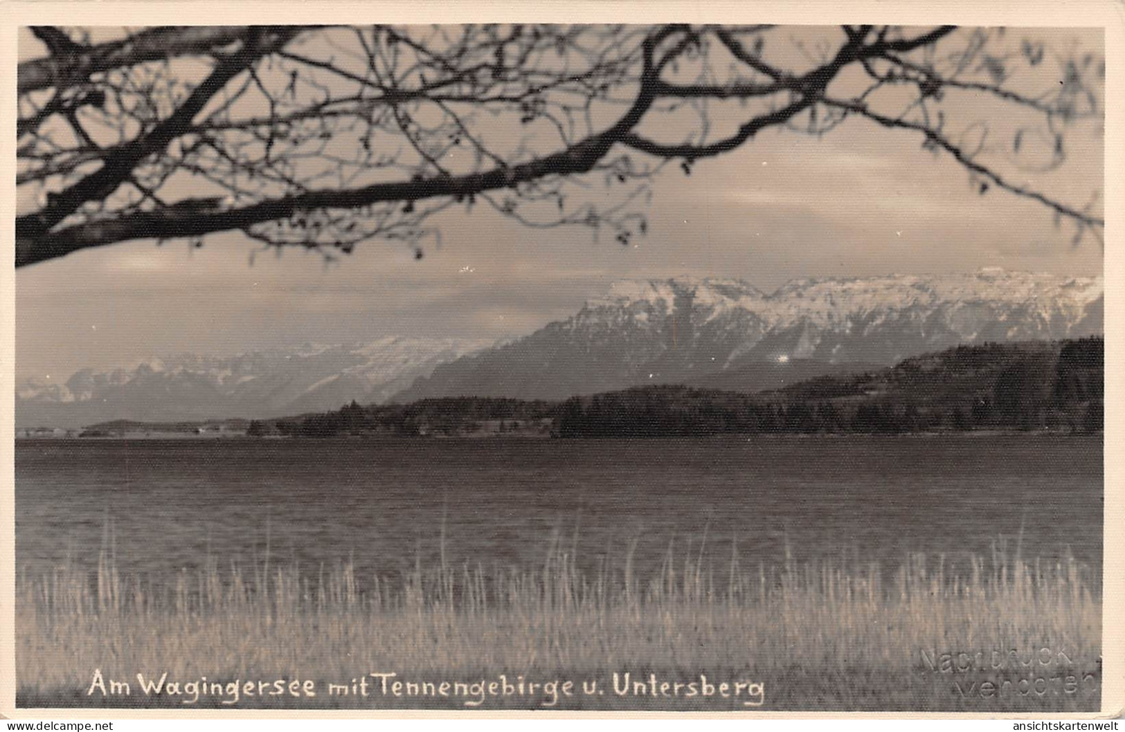 Waginger See Mit Tennengebirge Und Untersberg Gl1931 #165.991 - Andere & Zonder Classificatie