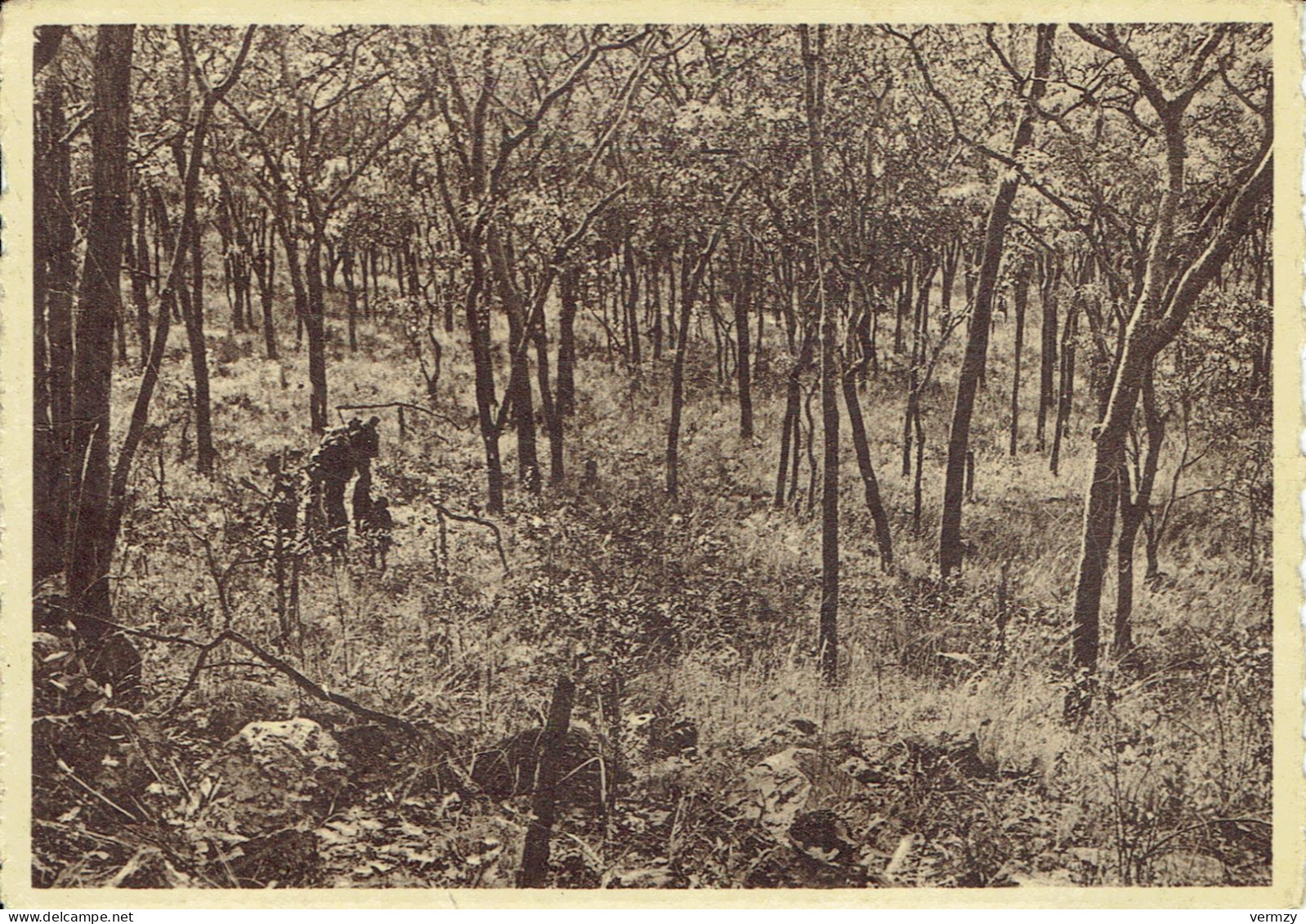 Parc National De L'UPEMBA : Crête Muye-Lufira - Petite Savane Boisée Katangaise Typique - Belgian Congo