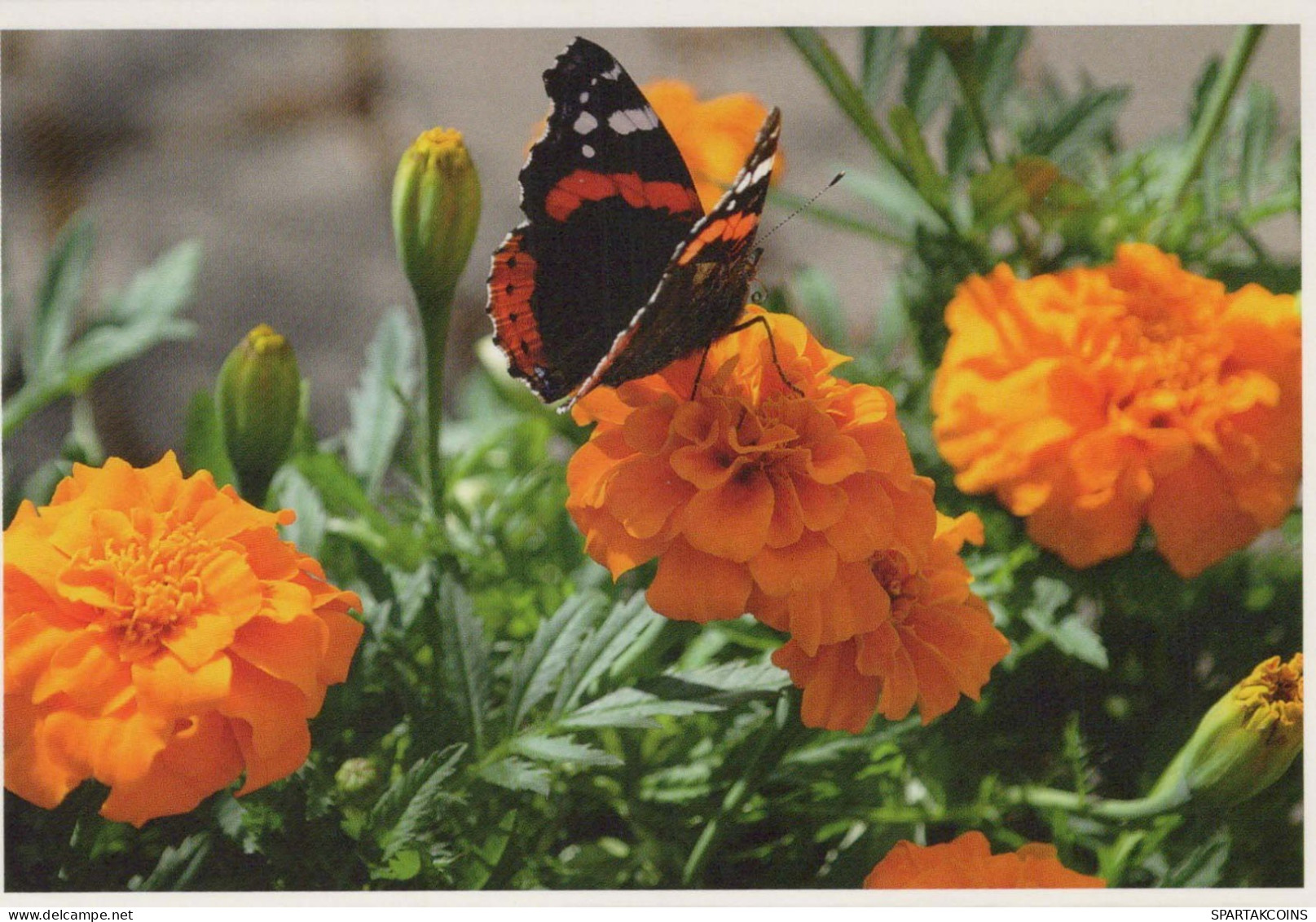 MARIPOSAS Animales Vintage Tarjeta Postal CPSM #PBS466.A - Butterflies