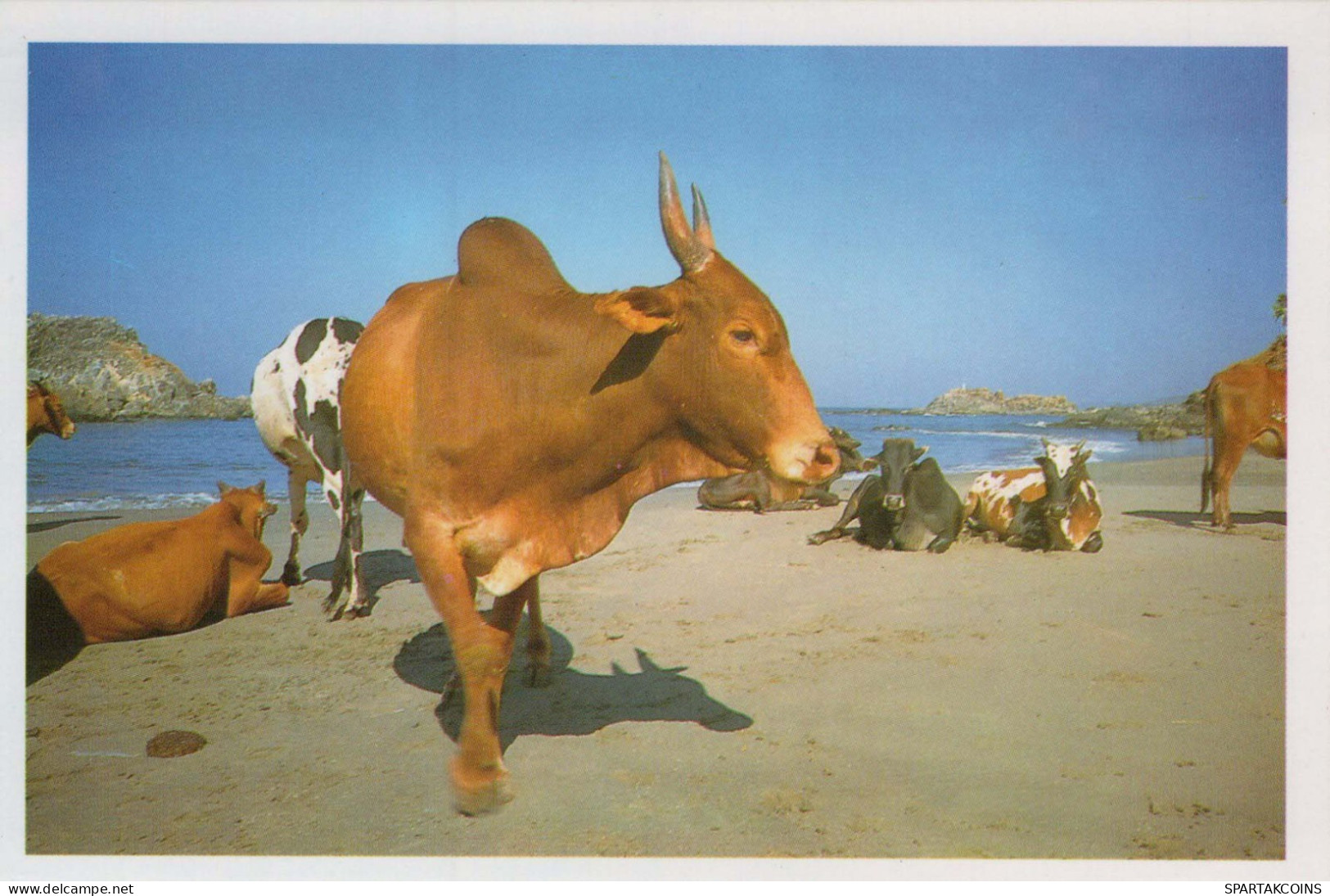 KUH Tier Vintage Ansichtskarte Postkarte CPSM #PBR793.A - Koeien
