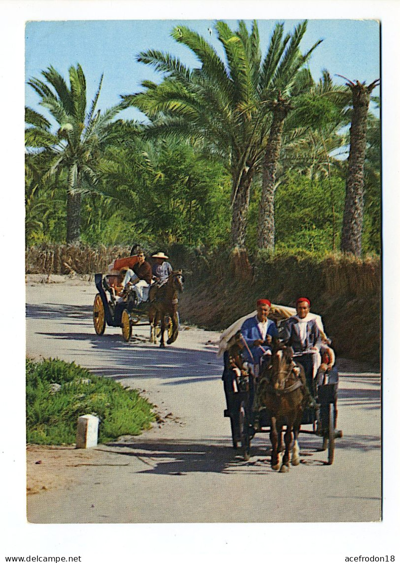 Gabès - Promenade à Travers L'Oasis - Tunisie