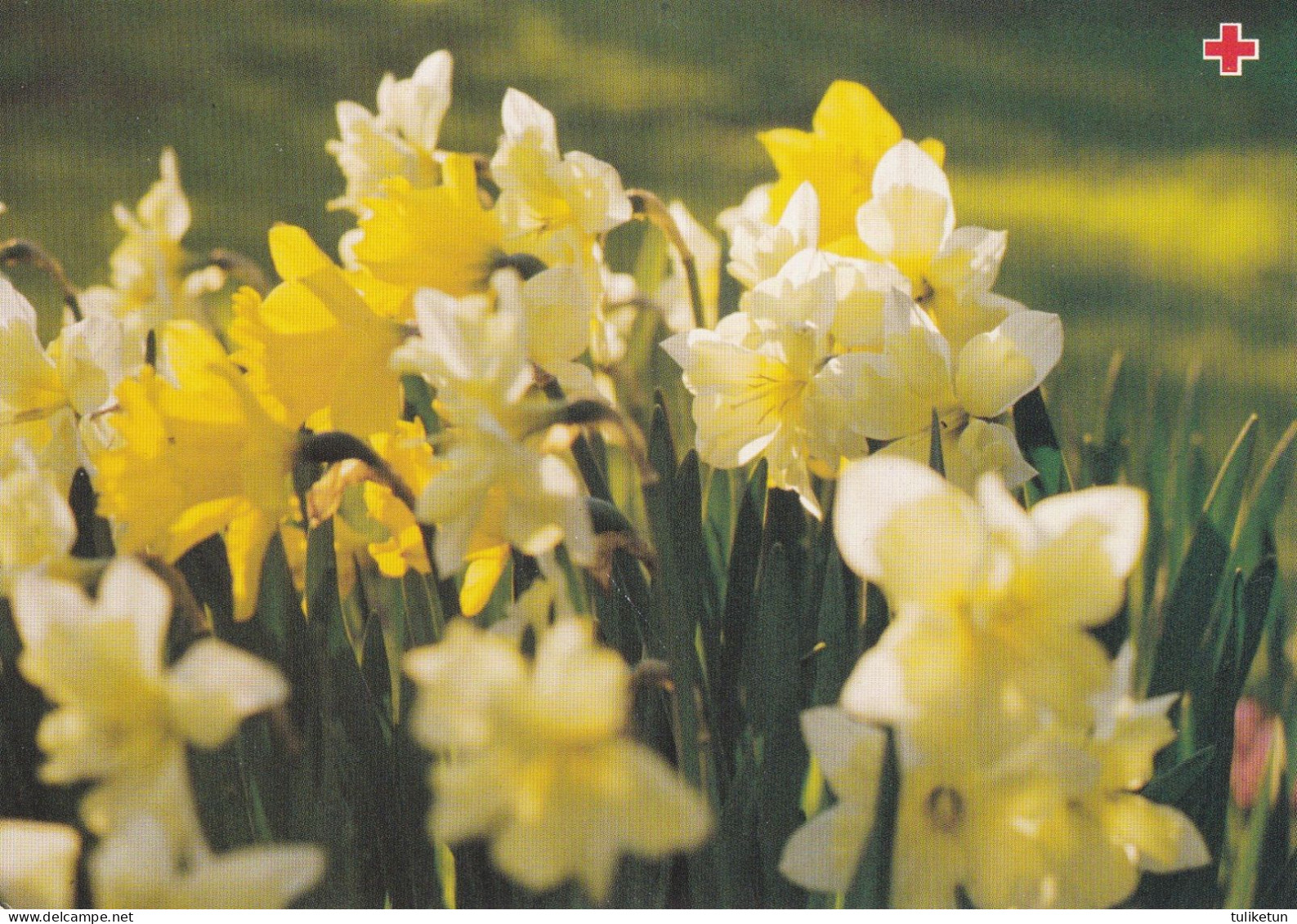 Postal Stationery - Easter Flowers - Daffodils - Narcissus - Red Cross 1993 - Suomi Finland - Postage Paid - Entiers Postaux