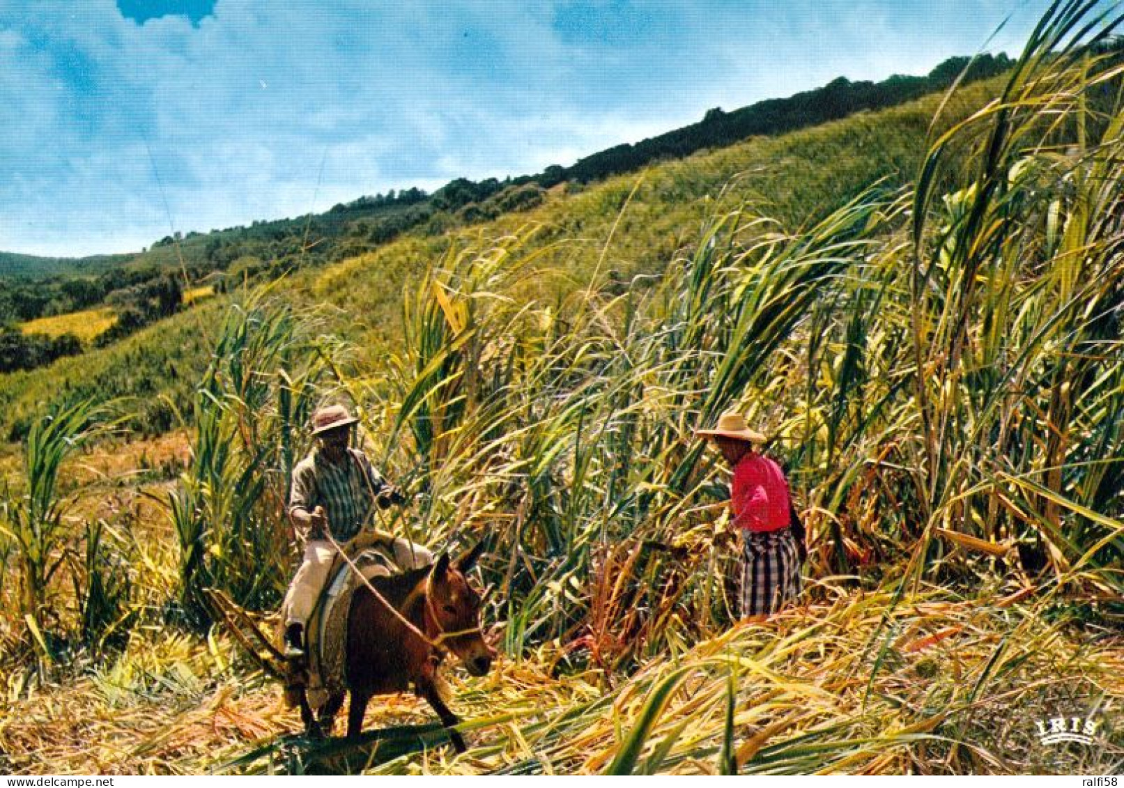 1 AK Insel Réunion * Récolte De La Canne à Sucre - Übersee-Departement Von Frankreich Im Indischen Ozean * - Réunion