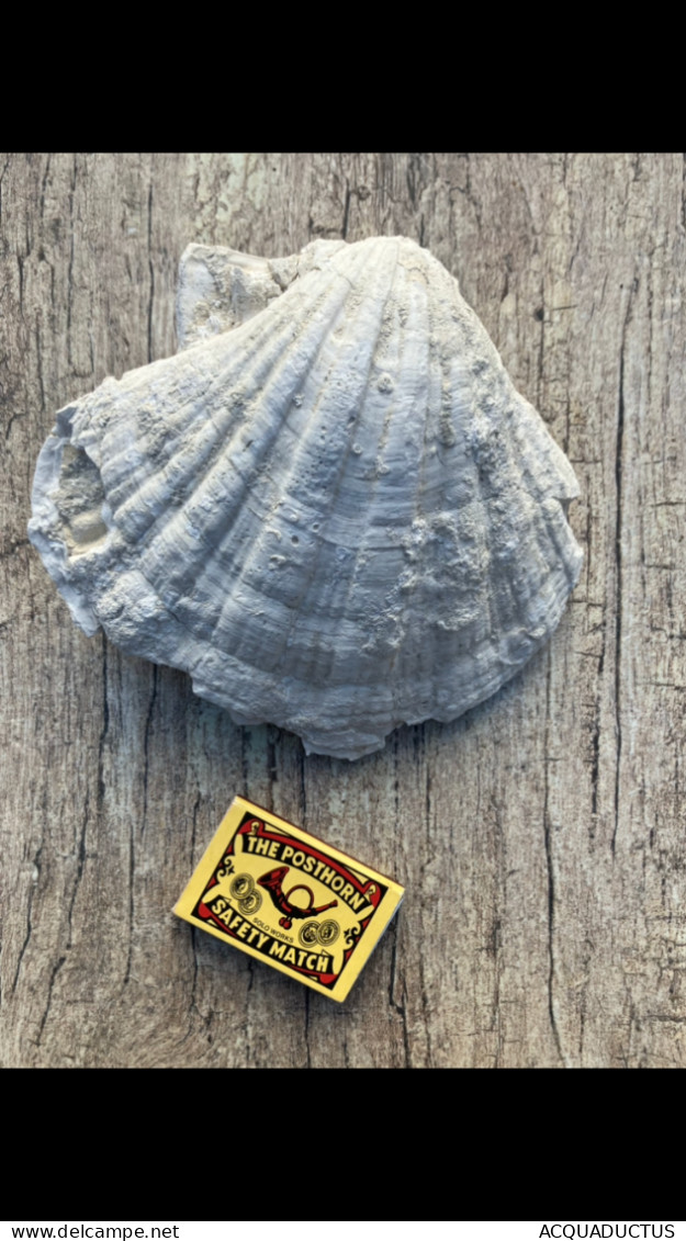 LARGE SIZE PECTEN FOSSIL- ZEBEGÉNY/HUNGARY 1968 - Fossielen