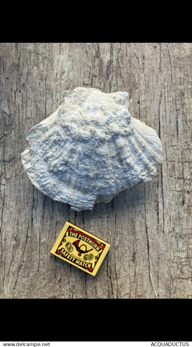 LARGE SIZE PECTEN FOSSIL- ZEBEGÉNY/HUNGARY 1968 - Fossilien