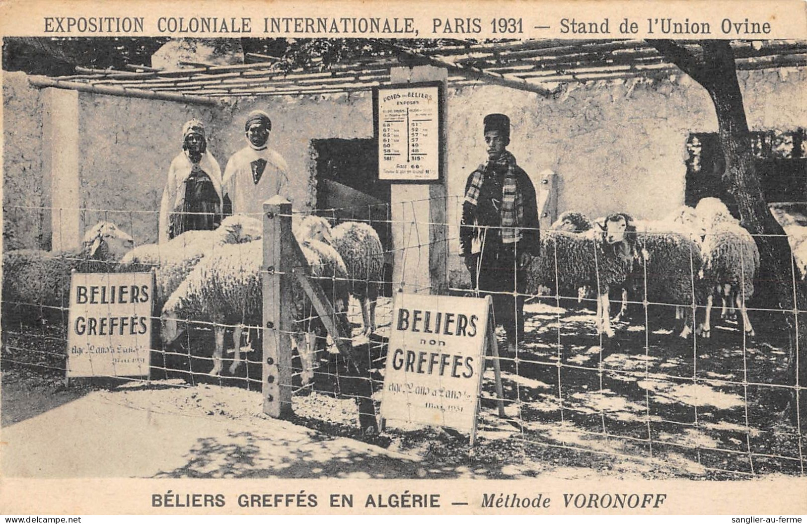 CPA ALGERIE / BELIERS GREFFES EN ALGERIE / METHODE VORONOFF / STAND DE L'UNION OVINE - Autres & Non Classés