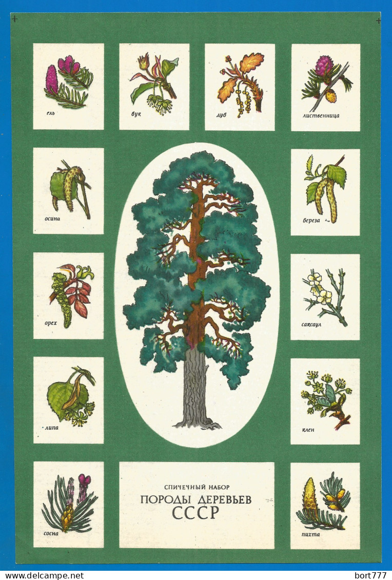 RUSSIA 1974 GROSS Matchbox Label - Tree Species Of The USSR (catalog # 282) - Zündholzschachteletiketten