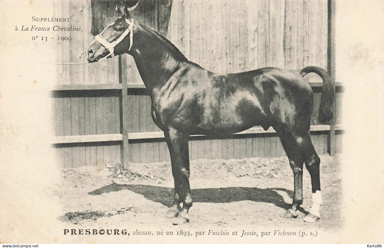 Hippisme * La France Chevaline N°13 1909 * Concours Centrale Hippique * Cheval PRESBOURG Alezan - Horse Show