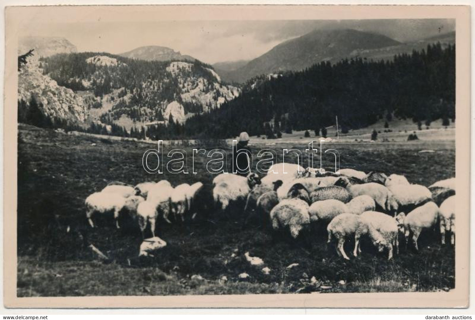 T2/T3 1943 Zernest, Zernyest, Zarnesti; Juhász Birkákkal, Erdélyi Folklór / Shepherd With Sheep, Transylvanian Folklore. - Non Classés