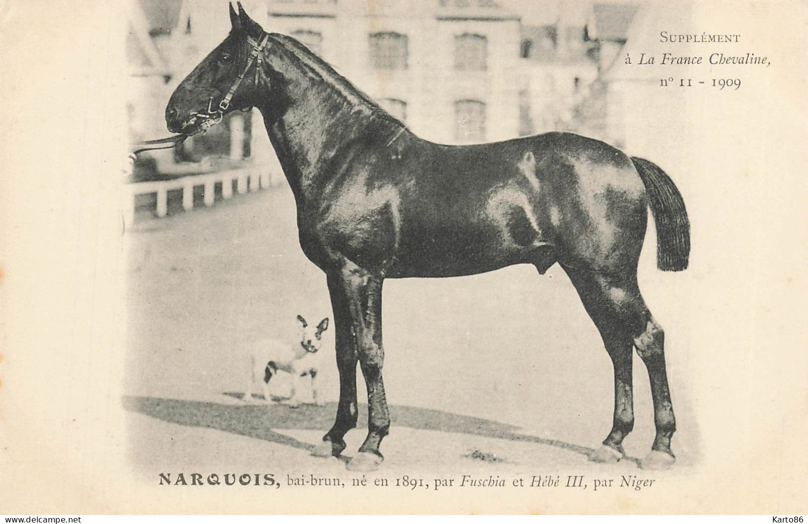 Hippisme * La France Chevaline N°11 1909 * Concours Centrale Hippique * Cheval NARQUOIS Bai Brun - Horse Show