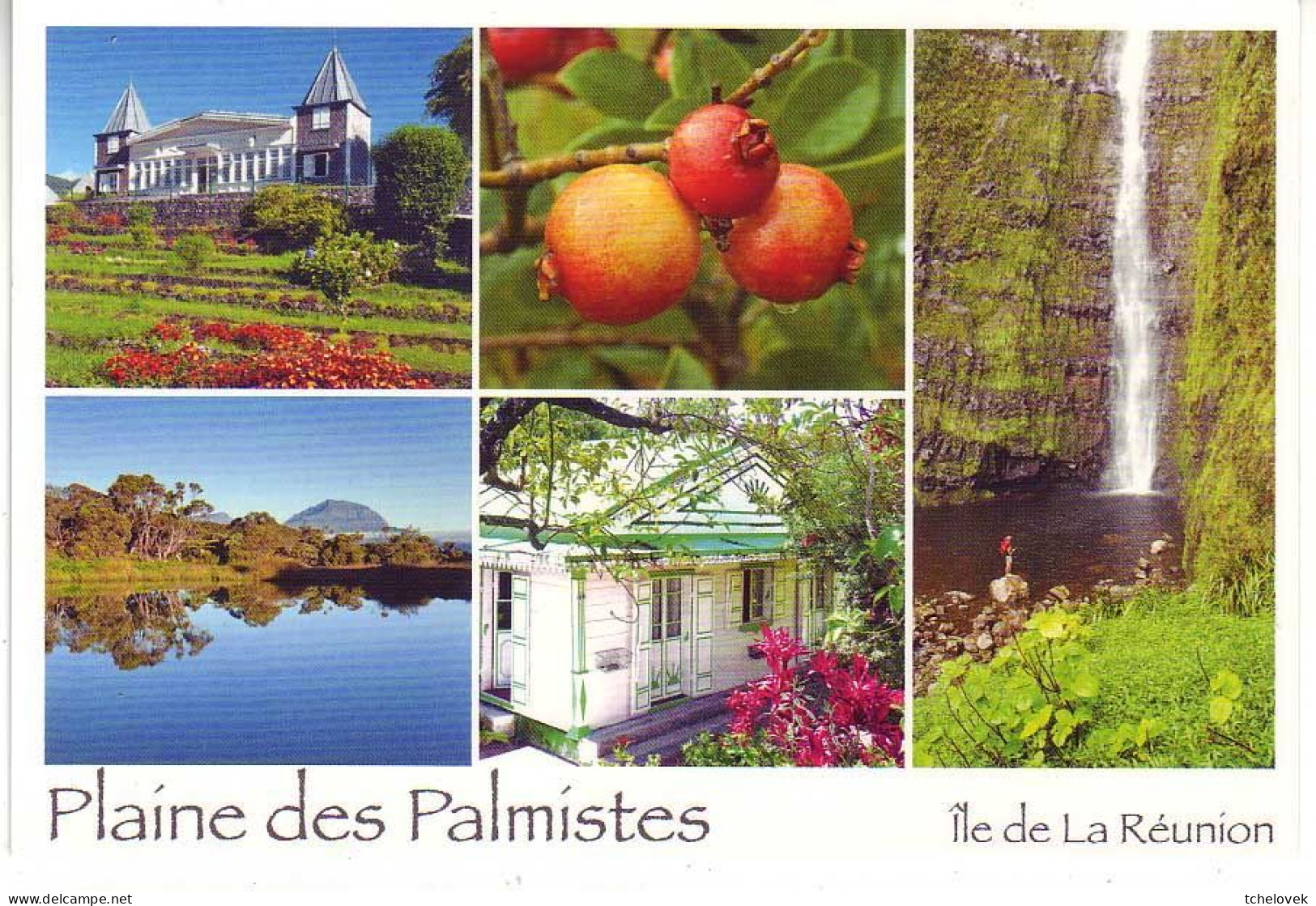 Ile De La Reunion. Ed Orphie. P 24 Plaine Des Palmistes - Autres & Non Classés