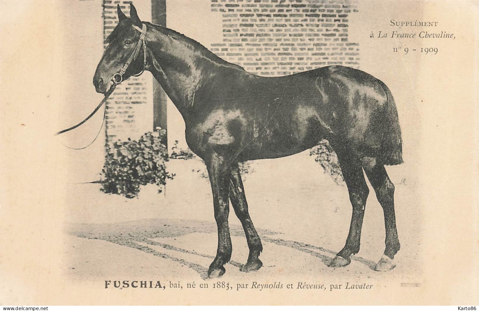 Hippisme * La France Chevaline N°9 1909 * Concours Centrale Hippique * Cheval FUSCHIA Bai - Hípica