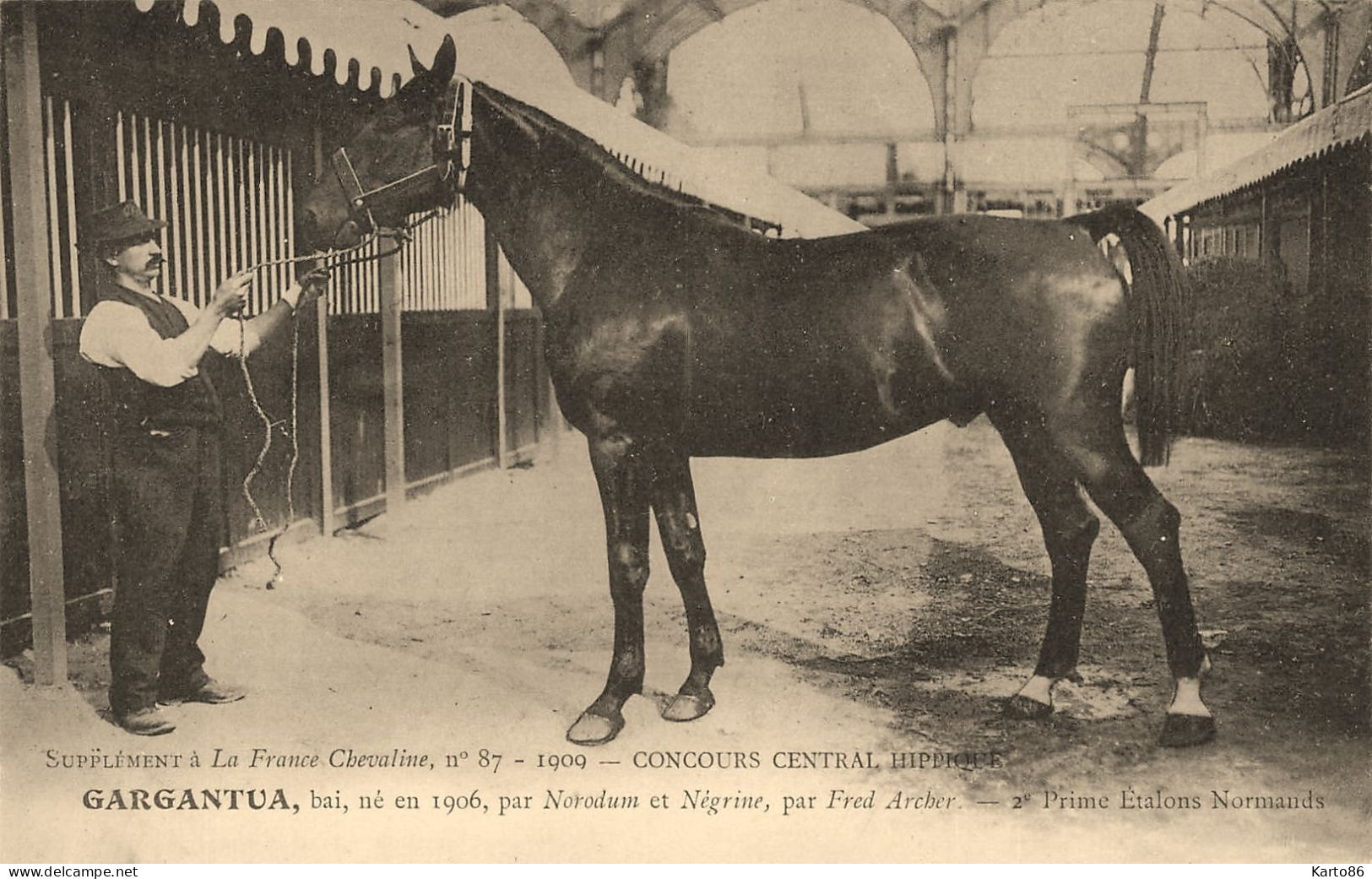 Hippisme * La France Chevaline N°87 1909 * Concours Centrale Hippique * Cheval GARGANTUA Bai étalon Normand - Horse Show