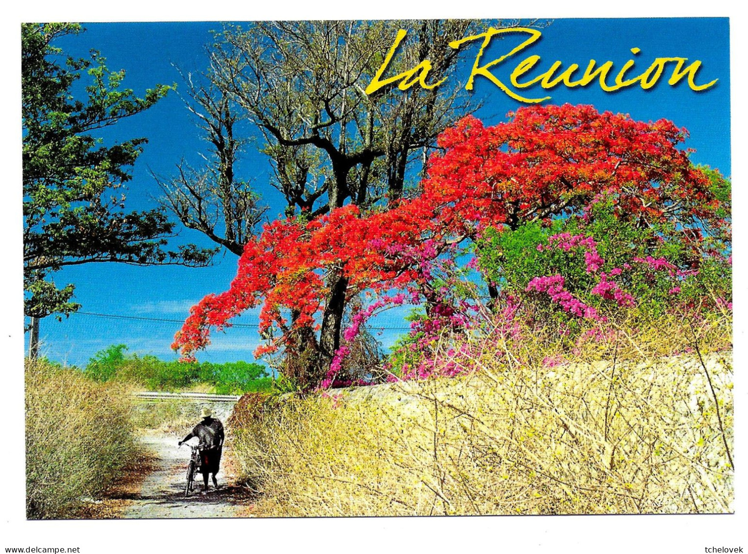 Ile De La Reunion. Ed Orphie. PR 21 Flamboyant Velo - Other & Unclassified