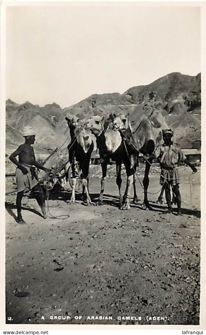 Pays Div-ref EE745- Yemen - Aden - A Group Of Arabian Camels - Chameaux - Chameaux  - - Jemen