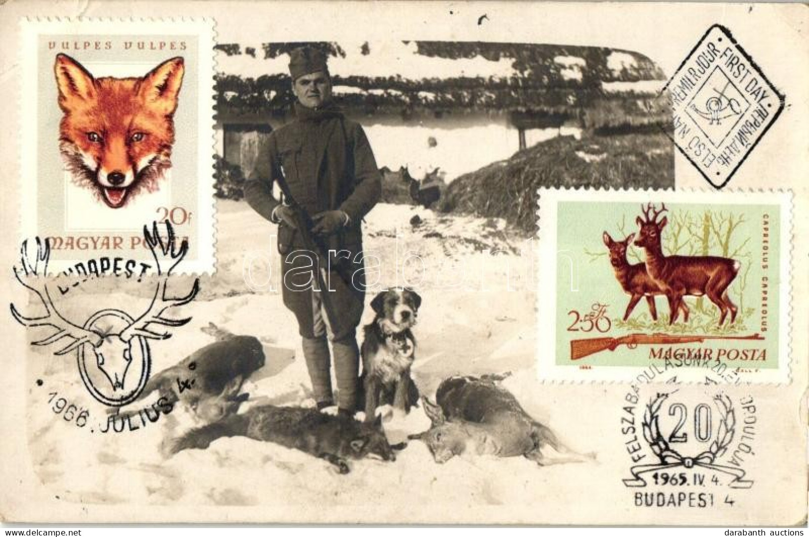 ** T3 Hunter, Hunting Dog, Hunted Fox And Deer, Old Photo, '1965 Budapest Felszabadulásának 20. évfordulójára' So. Stpl  - Sin Clasificación