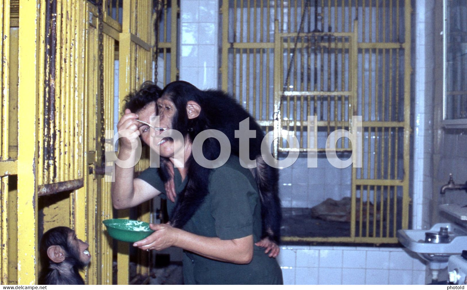 3 SLIDES SET MACACO MONKEY ZOO LISBOA PORTUGAL 35mm DIAPOSITIVE SLIDE Not PHOTO No FOTO NB3967 - Diapositive