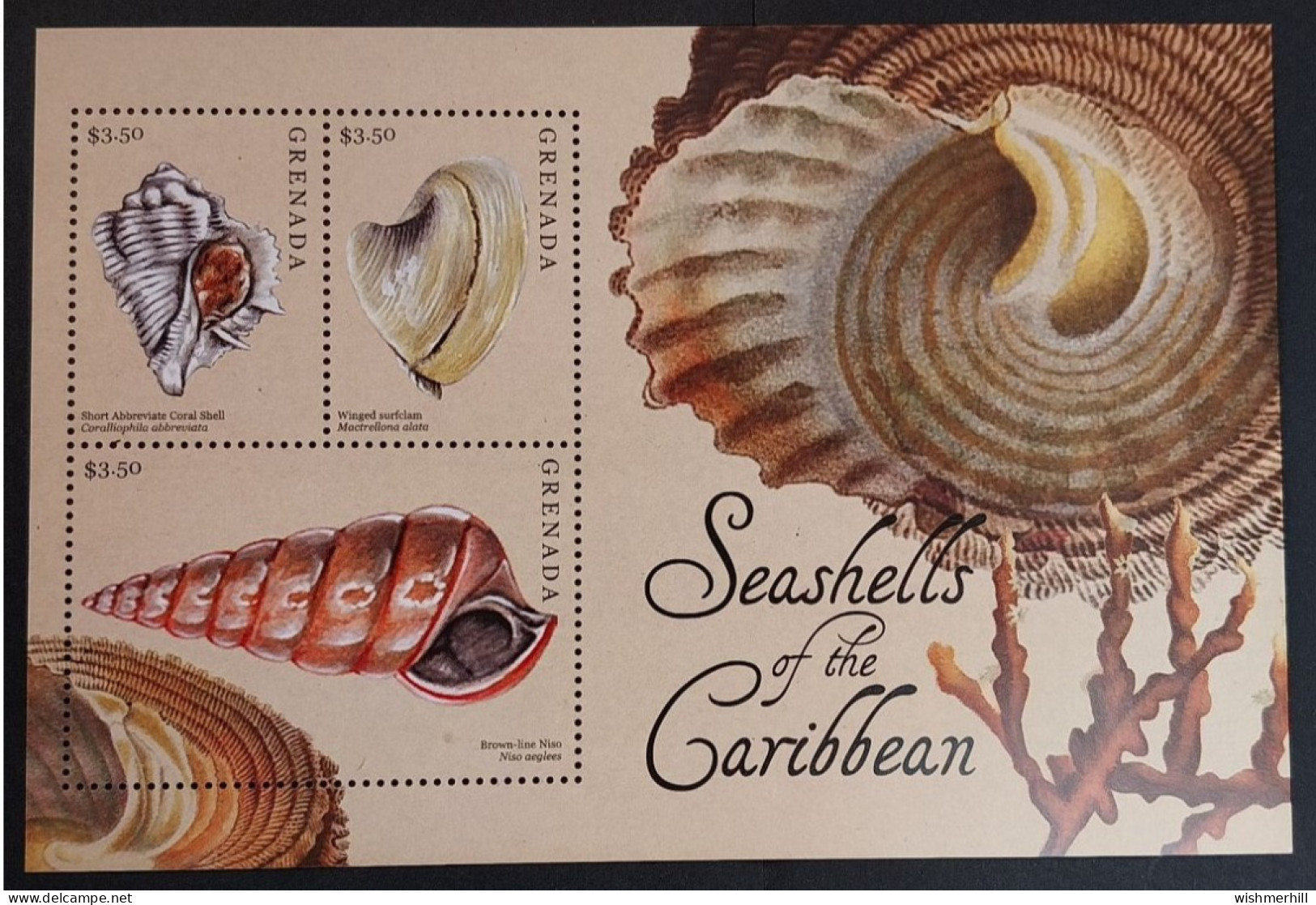 Coquillages Shells // Série Complète Neuve ** MNH ; Grenade YT 5495/5497 (2013) Cote 13.50 € - Conchas