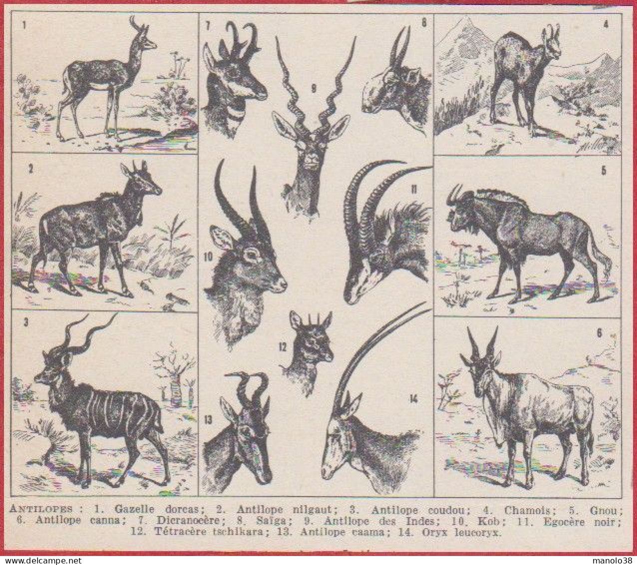 Antilopes Antilope: Gazelle, Chamois, Gnou, Dicranocère, Oryx. Larousse 1948. - Historische Dokumente