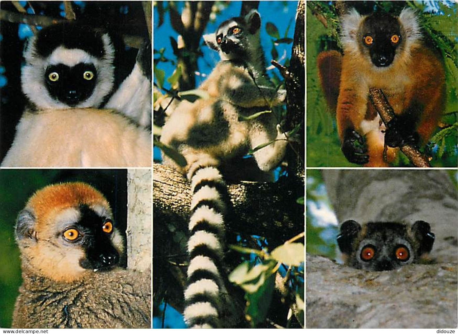 Madagascar - Pays Des Lémures - Multivues - Lémuriens - CPM - Carte Neuve - Voir Scans Recto-Verso - Madagascar