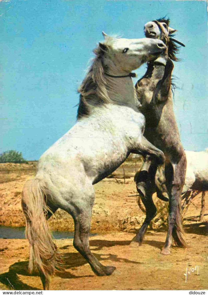 Animaux - Chevaux - Camargue - Combat De Chevaux - Carte Crinière Au Vent - Horses - Pferde - CPM - Voir Scans Recto-Ver - Pferde