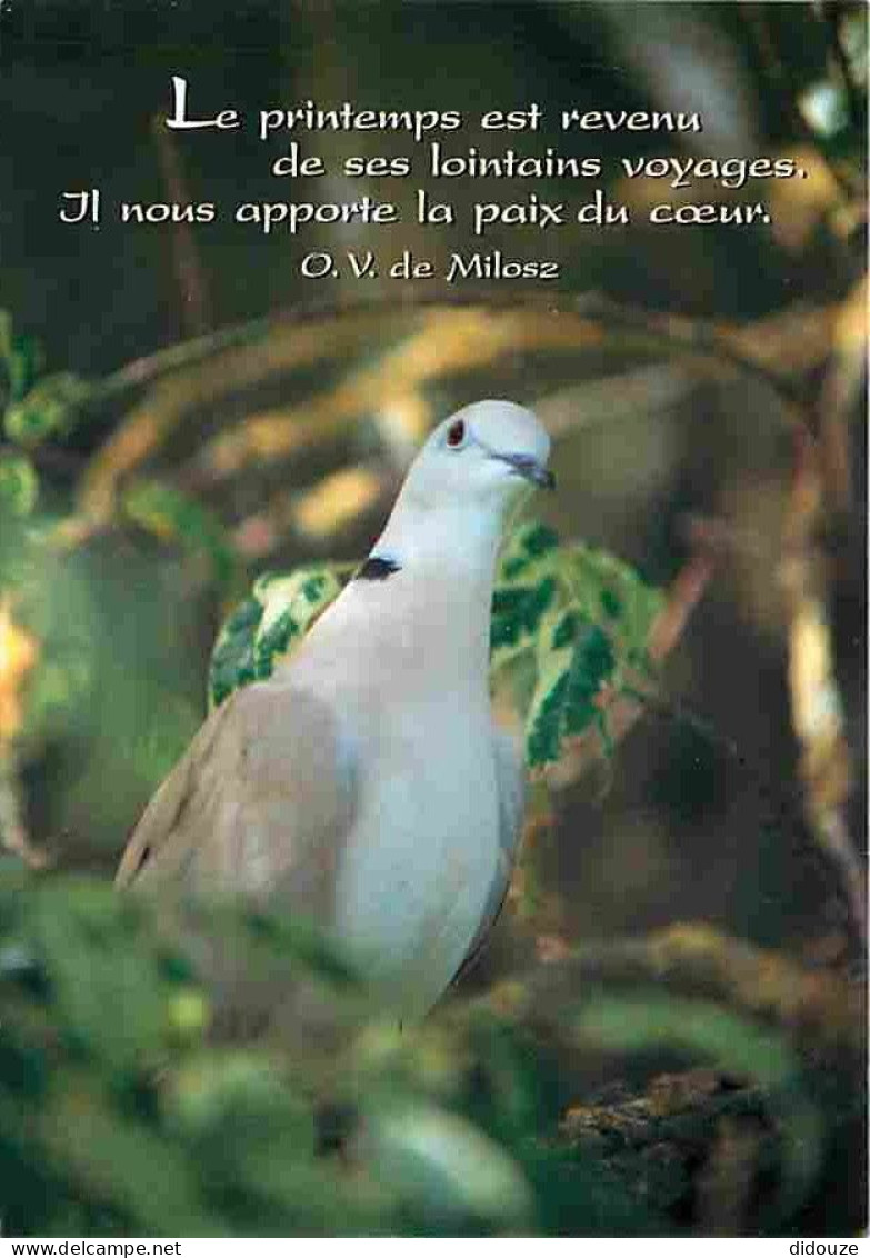 Animaux - Oiseaux - Tourterelle - CPM - Voir Scans Recto-Verso - Oiseaux