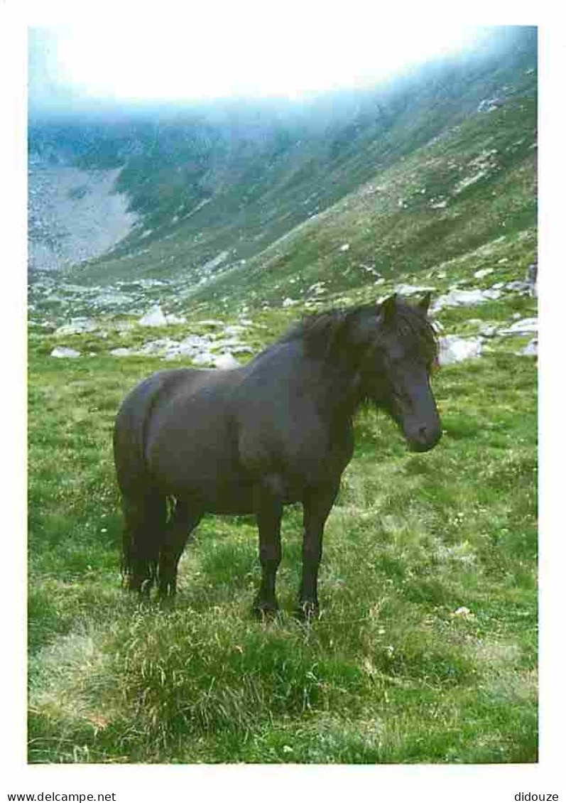 Animaux - Chevaux - Cheval De Meréns - Poulinière Mérens Dans Les Paturages D'altitude - CPM - Voir Scans Recto-Verso - Cavalli