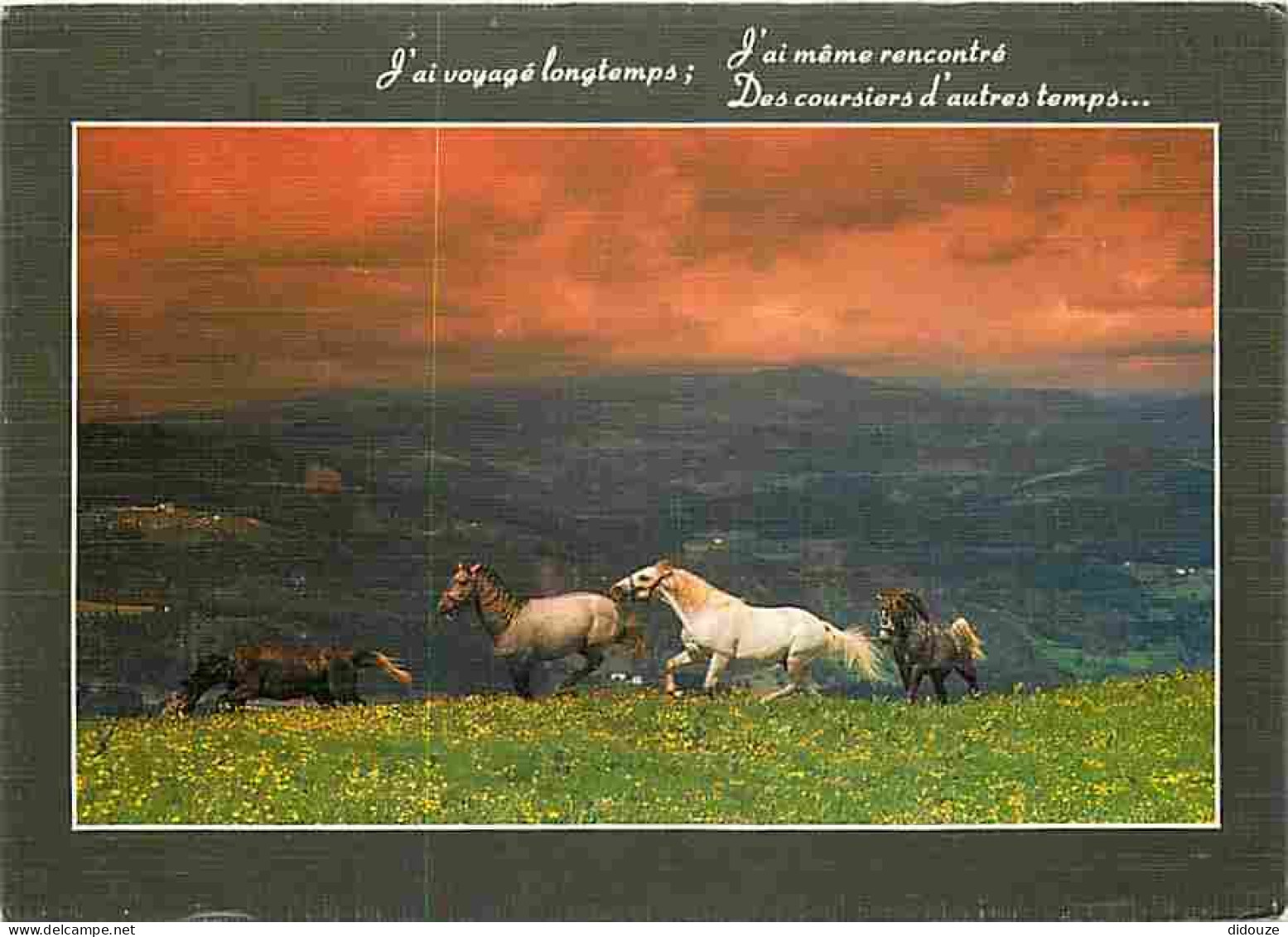 Animaux - Chevaux - Coucher De Soleil - CPM - Voir Scans Recto-Verso - Pferde