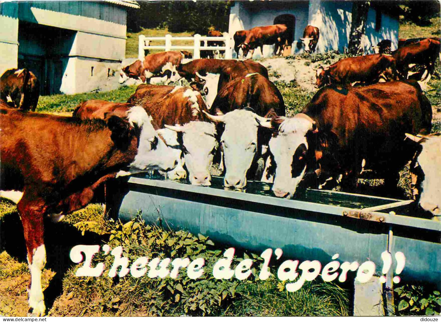 Animaux - Vaches - Carte à Message Humoristique - Abreuvoir - CPM - Voir Scans Recto-Verso - Kühe