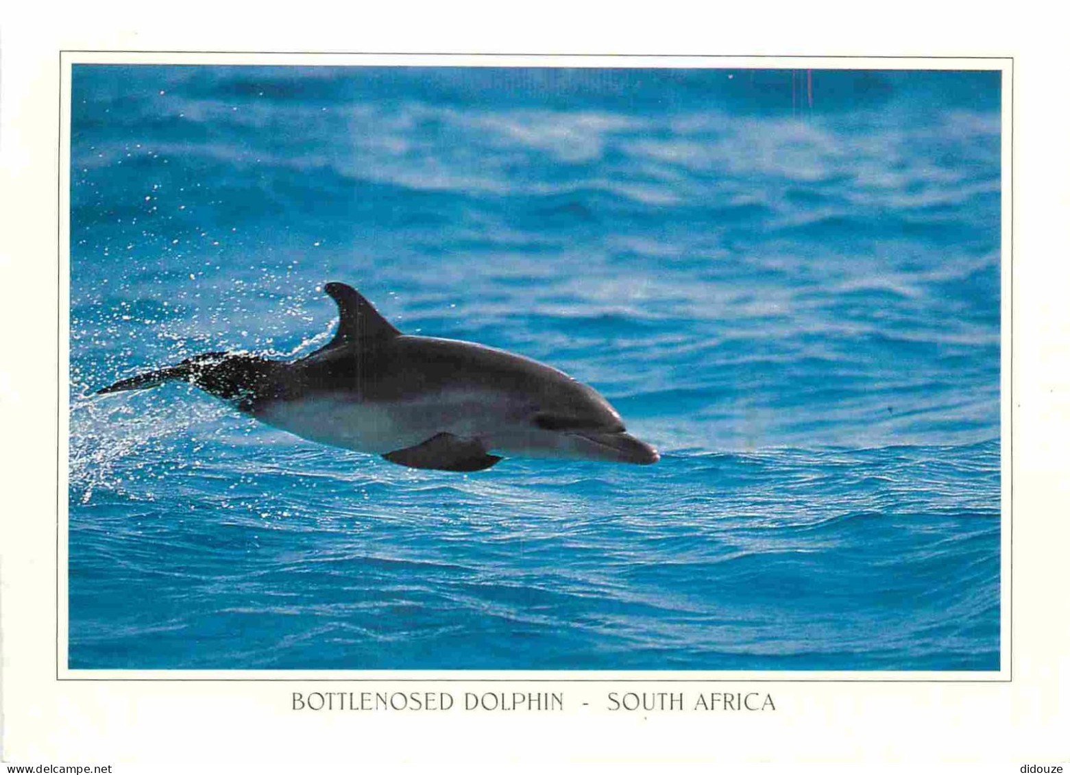 Animaux - Dauphin - Dolphin - CPM - Voir Scans Recto-Verso - Dolfijnen