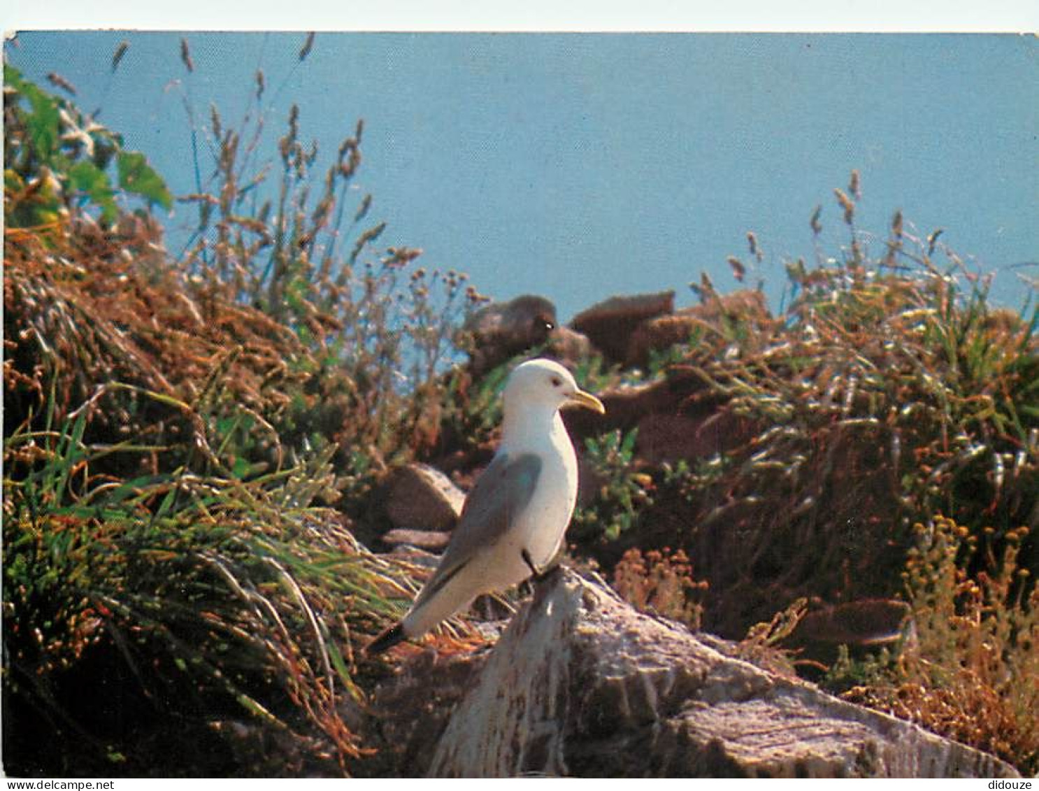 Animaux - Oiseaux - Oiseaux De Mer - Mouettes Tridactyles - CPM - Voir Scans Recto-Verso - Oiseaux