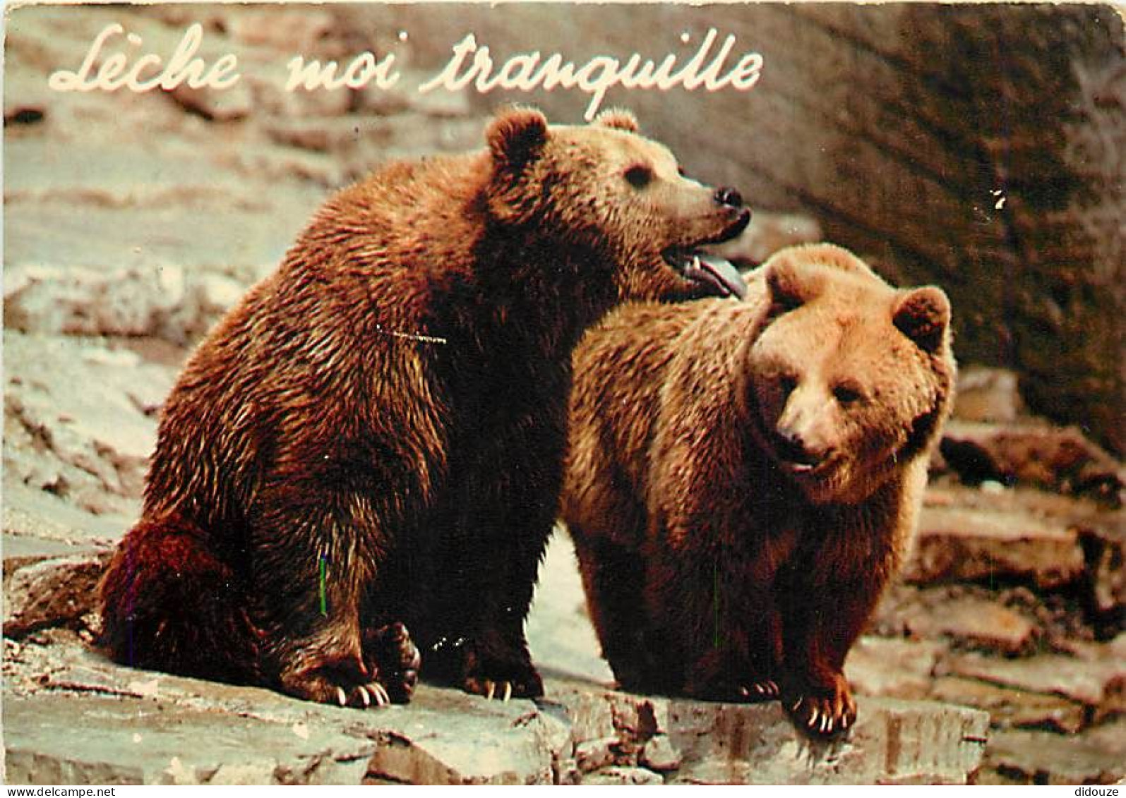 Animaux - Ours - Carte à Message Et Ou Humoristique - CPM - Voir Scans Recto-Verso - Bears