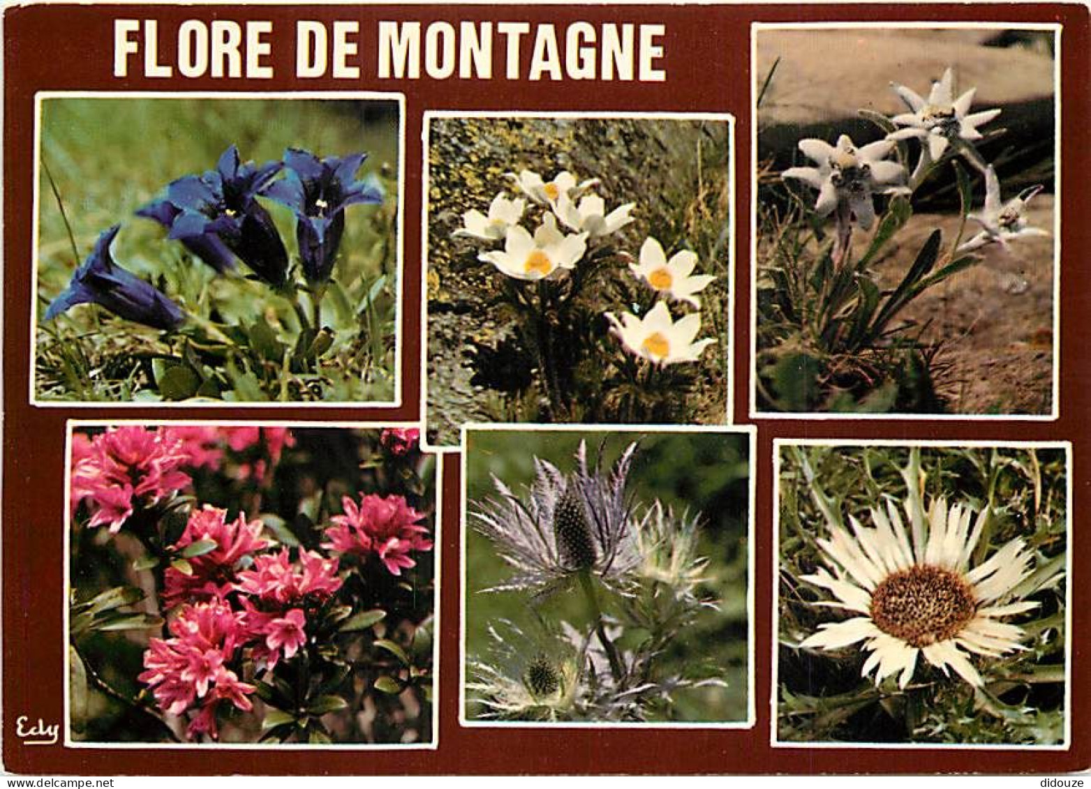 Fleurs - CPM - Voir Scans Recto-Verso - Fiori