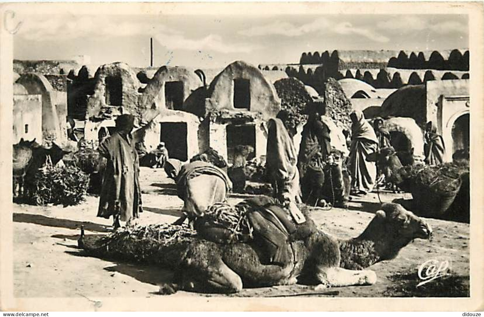 Tunisie - Médenine - Place Du Cafard - Animée - Chameliers - Chameaux - CPSM Format CPA - Oblitération Ronde De 1953 - V - Tunisia