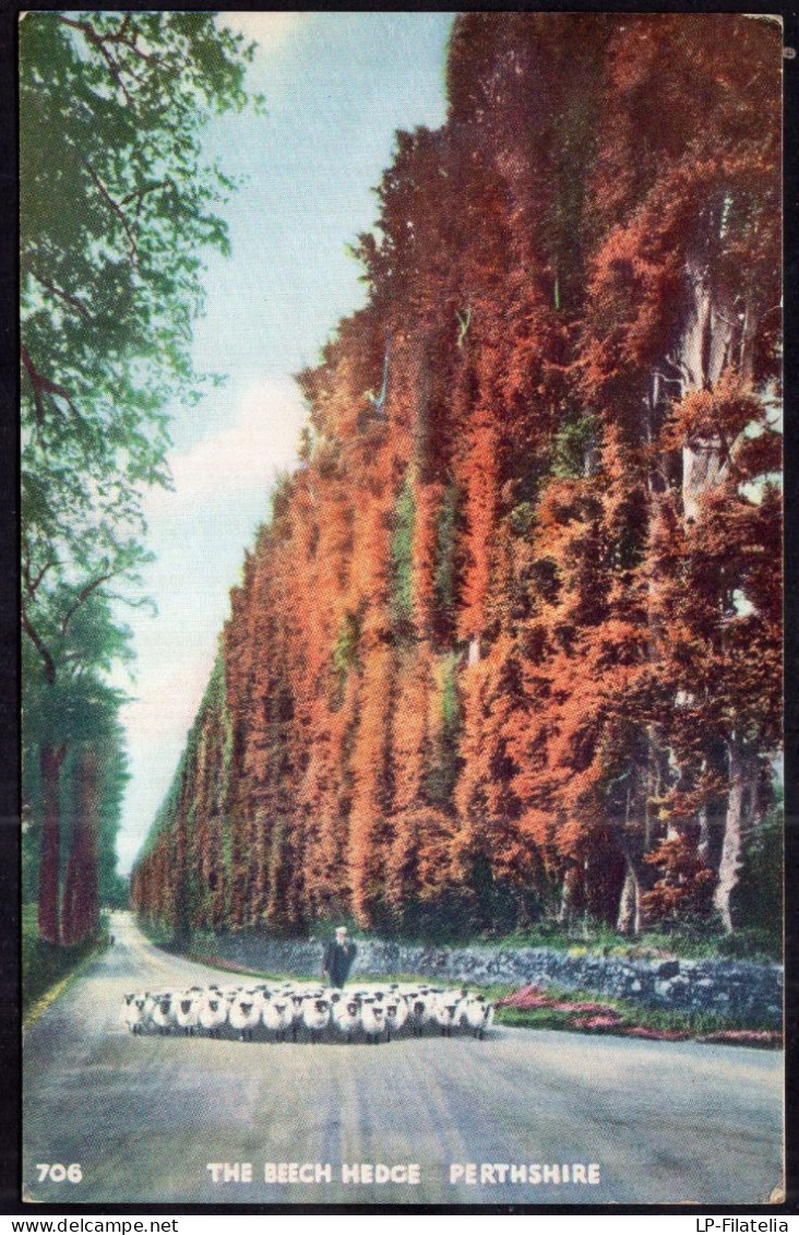 United Kingdom - Scotland - Perthshire - The Beech Hedge - Perthshire