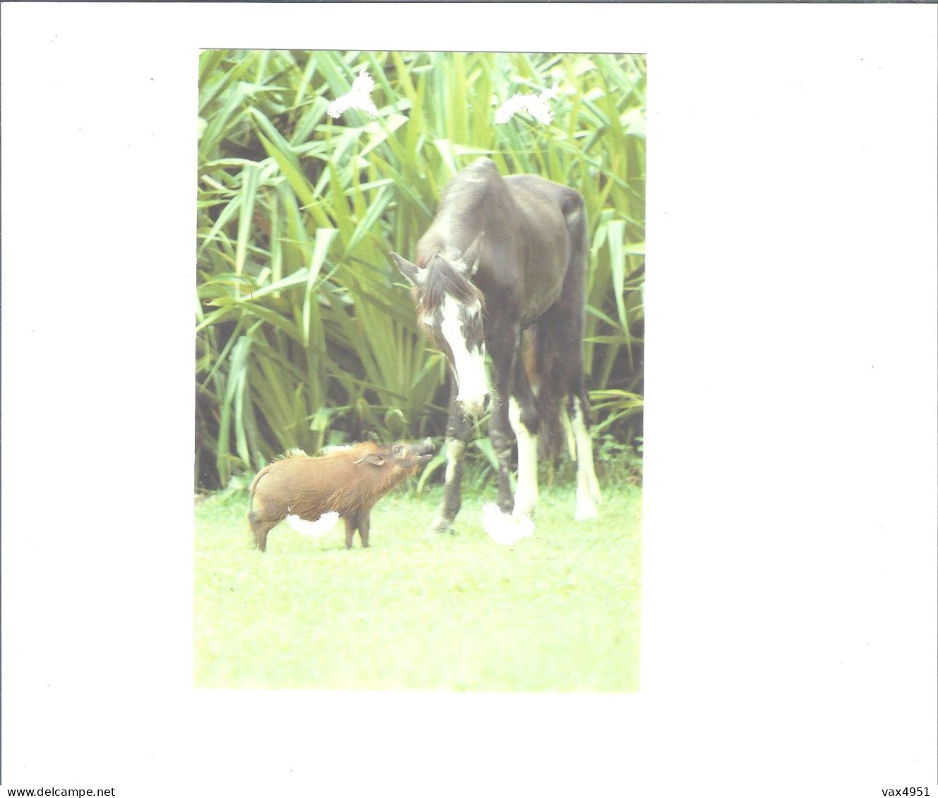 FAUNE DU GABON   ENTENTE DIFFICILE         ****  RARE         A  SAISIR  **** - Gabón