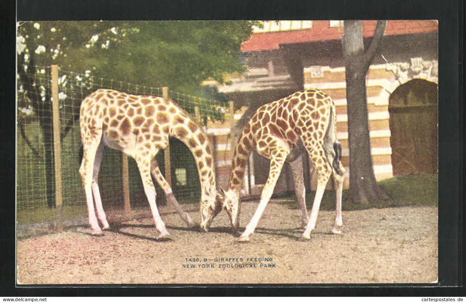 AK New York, Giraffen Im Zoo  - Jirafas