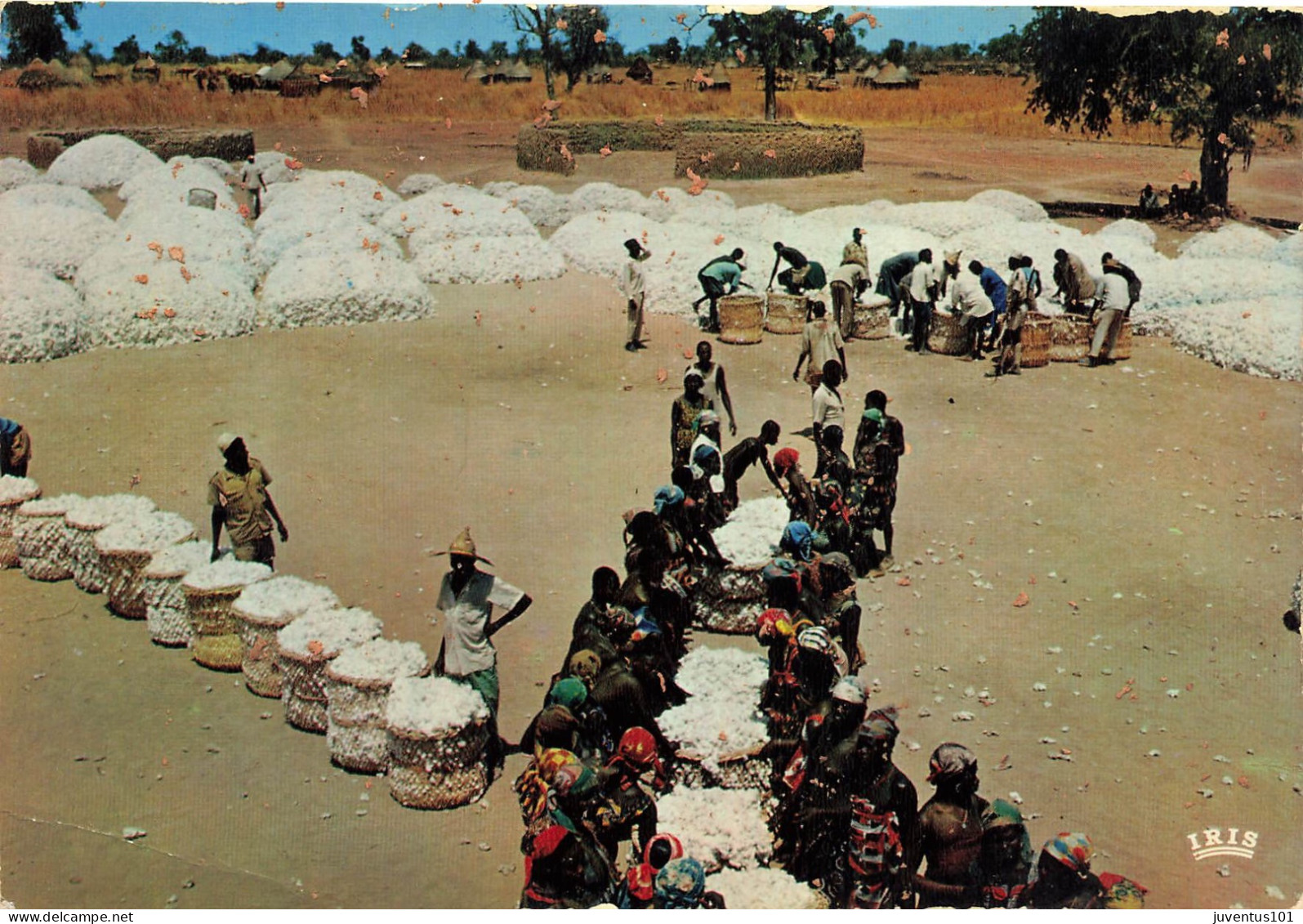 CPSM Tchad-Marché Du Coton-En L'état-Beau Timbre     L2794 - Tchad