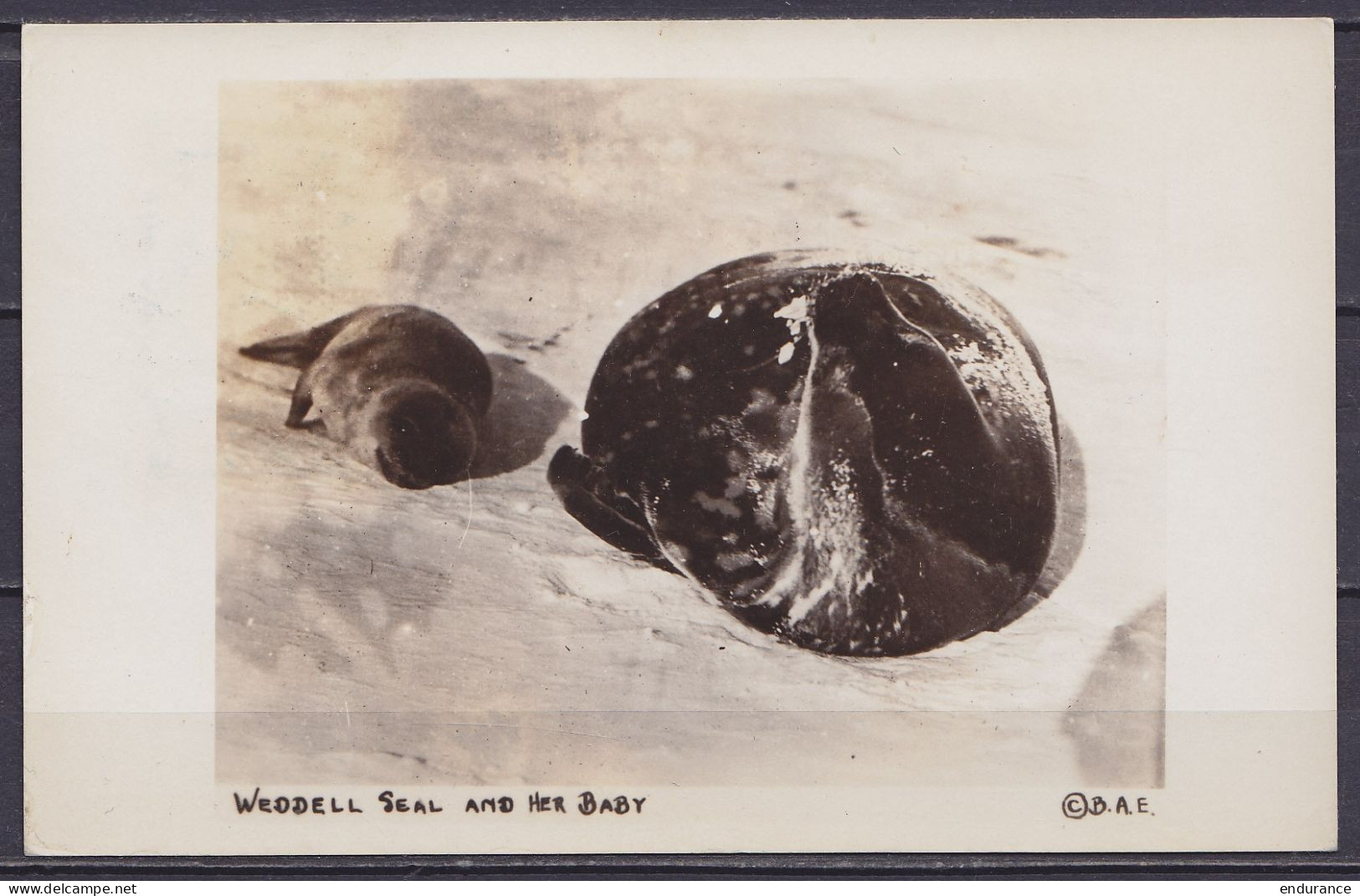 USA - CP Byrd Antarctic Expedition II "Weddell Seal And Her Babby" Affr. 3c Oblit. "LITTLE AMERICA /JAN 30 / 1934 / ANTA - Expediciones Antárticas