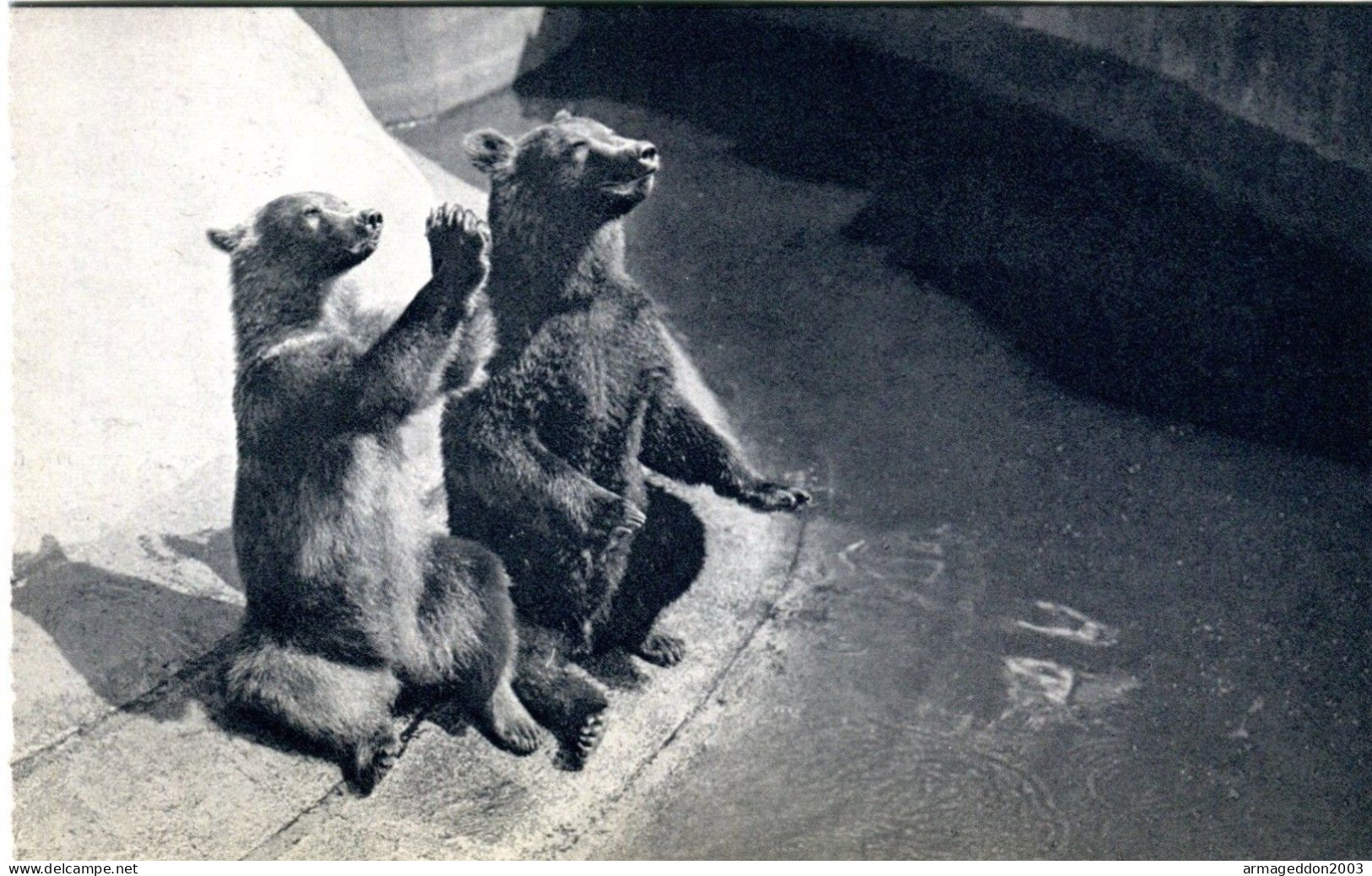 E29 / DEPT 94 . CPA ZOO DE VINCENNES UN COUPLE D'OURS BRUN NEUVE - Bears